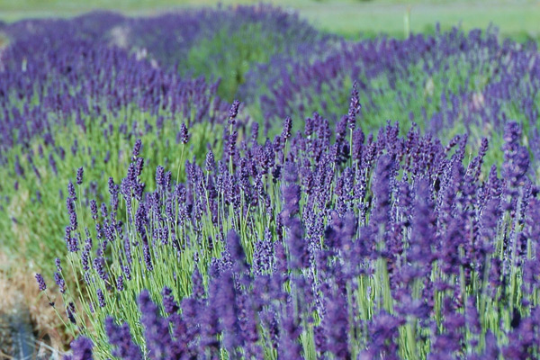 hidcote-blue – Zeleni hit